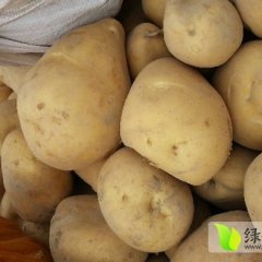 安定巉口李佳亮10月大白花 一点红土豆