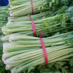 2015莘县芹菜价格波动不大