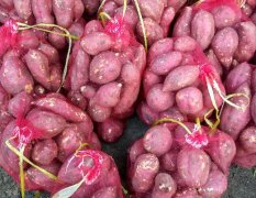 沭阳红薯 产地批发价格便宜