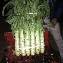 山东郯城挂丝红 莴苣火爆招商中
