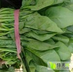 2015年山东惠民菠菜价格