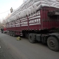 开封通许三樱椒诚信专业产地代办