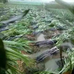 黑皮甘蔗新一轮降价