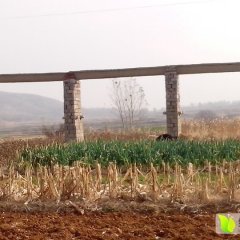 莱城大葱聚焦市场,牛泉吴秀河诚信合作