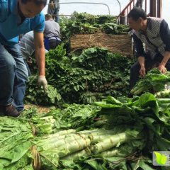 2015彭州莴苣今年价格有看点