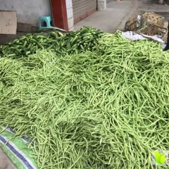 彭州军乐杨爽9月无茎豆