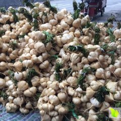 四川彭州地瓜已大量上市