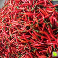 茂名电白辣椒叶鸿渊代办诚信合作