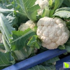 2015天门张港菜花上市