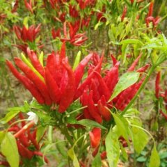 威县辣椒营养丰富,梨园徐义晓诚信合作