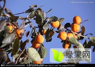 2016砀山柿子走过路过不要错过