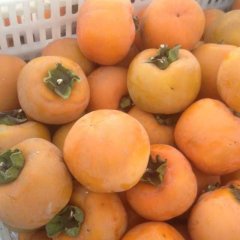 2015宿州柿子价格波动不大