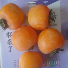 高唐赵寨张经理10月君柿柿子