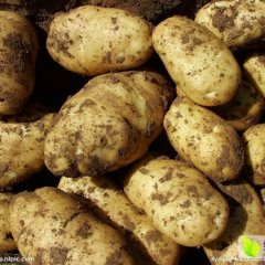 陇西土豆价格适宜云田焦静诚信合作