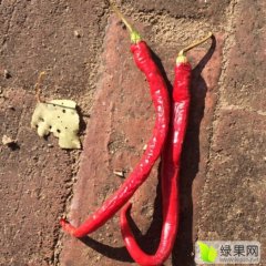 达拉特旗辣椒质量上乘,白泥肖平诚信合作