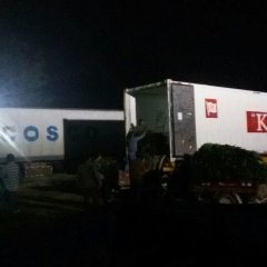 山东郯城福建永安红莴苣著名品种