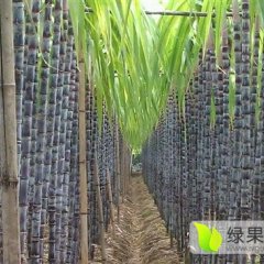 广西黑皮甘蔗批发价格黑皮甘蔗批发，甘蔗产地