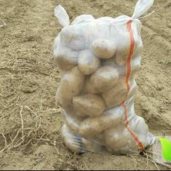 陕西榆林下坡地土豆大量上市