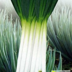 山东临沂平邑保太10月长白大葱