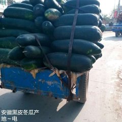 谯城安徽付云志7月子弹头黑皮冬瓜