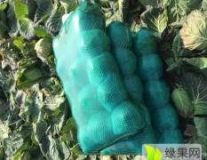 嘉鱼甘蓝产地 品种有扁包，圆包等