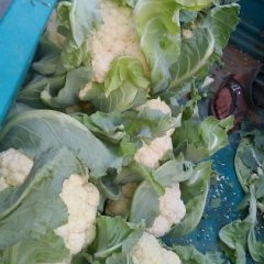 河南焦作雪玉菜花营养丰富