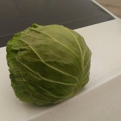 焦作甘蓝著名品种博爱张如意诚信合作