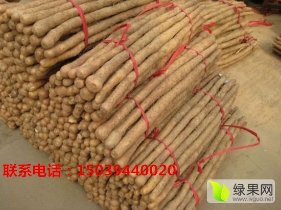 2015年河南郸城铁棍山药价格