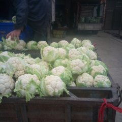 新野菜花著名品牌城郊李军伟诚信合作