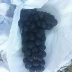 宾川二荐夏黑葡萄熟了！