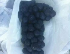 宾川二荐夏黑葡萄熟了！