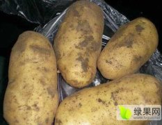 集宁周边刘瑜春10月夏波蒂土豆