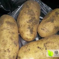 集宁周边刘瑜春10月夏波蒂土豆