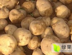 内蒙古集宁克新一号土豆是名优特产