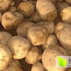 内蒙古集宁克新一号土豆是名优特产