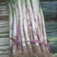 东昌府现在大葱上市中，量越来越大