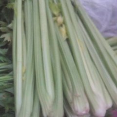 山东东昌府法国皇后芹菜香甜可口