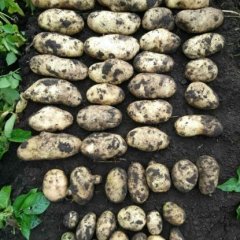 2015围场土豆今年价格有看点