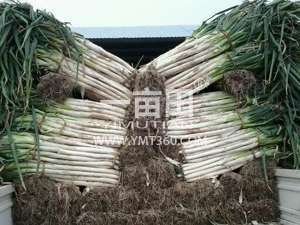 2015莱城大葱再不来就没机会了！