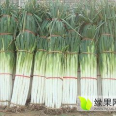 2015章丘大葱值得出手