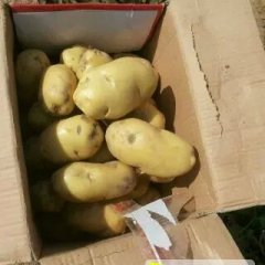 山东滨州惠民大量冷库优质荷兰十五土豆出库