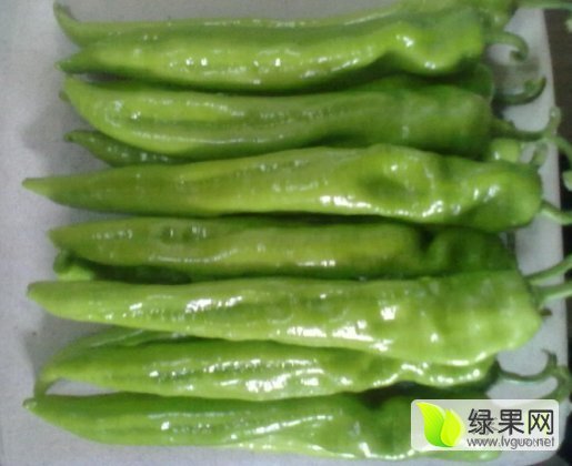 2019年山东莘县羊角椒价格
