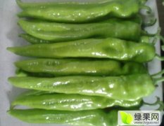 山东莘县黄皮尖椒徐庄蔬菜交易市场