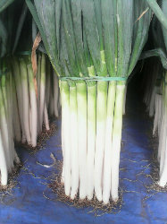 山东临沂市费县日本钢葱上市张浩诚信合作