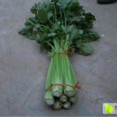 金乡芹菜质量上乘,鸡黍王启发诚信合作