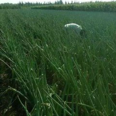 费县上冶耿宝才10月铁杆大葱