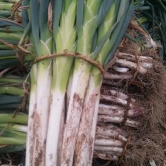 2015昌邑大葱走过路过不要错过