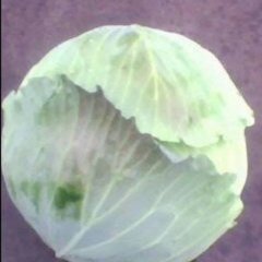 湖南君山春玉甘蓝早买早赚