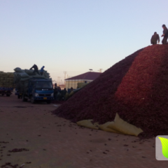 内蒙开鲁东风辣椒市场北京红辣椒价格行情