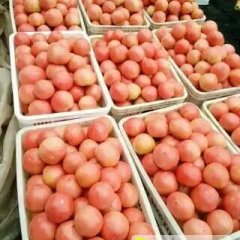 山东东昌府硬粉西红柿香甜可口